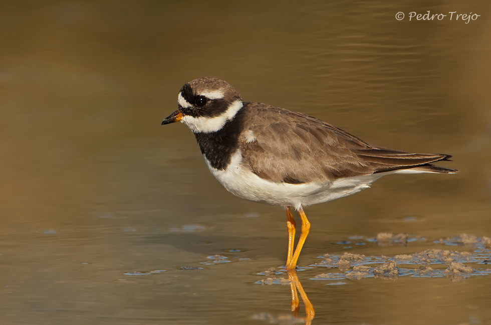 Chorlitejo grande (Charandrius hiaticula)